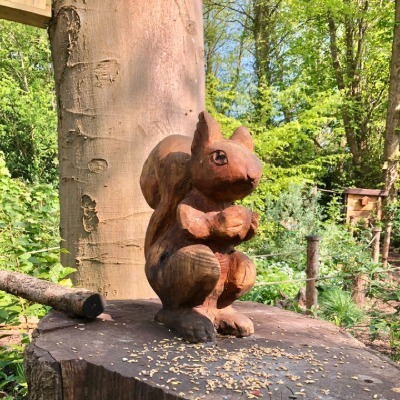 squirell